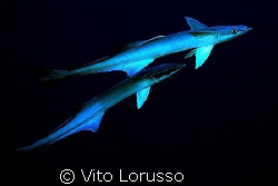 Fishs - Echeneis naucrates by Vito Lorusso 
